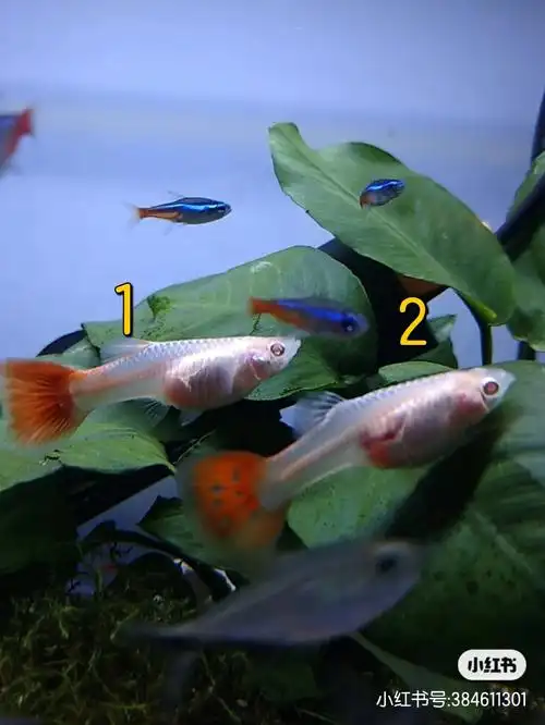 孔雀鱼生崽