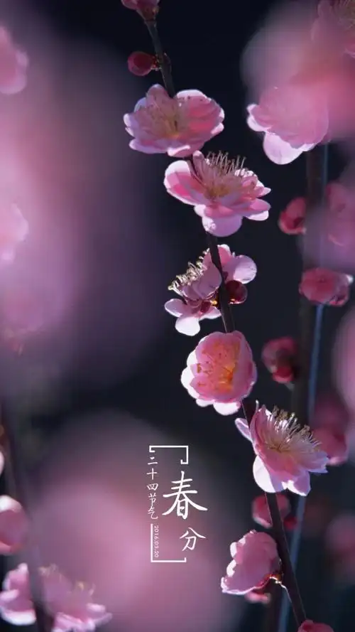 春分手机壁纸竖屏11