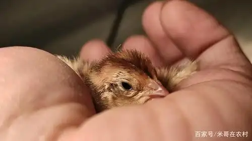 刚出壳的小鹌鹑怎么养?鹌鹑育雏不得不说的几点