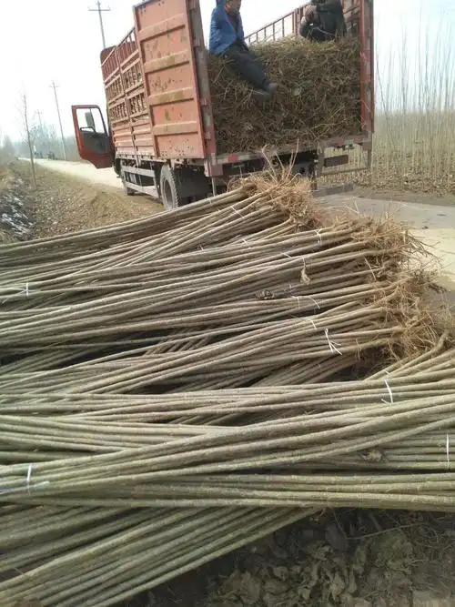 武胜107杨树苗1-3公分生长环境