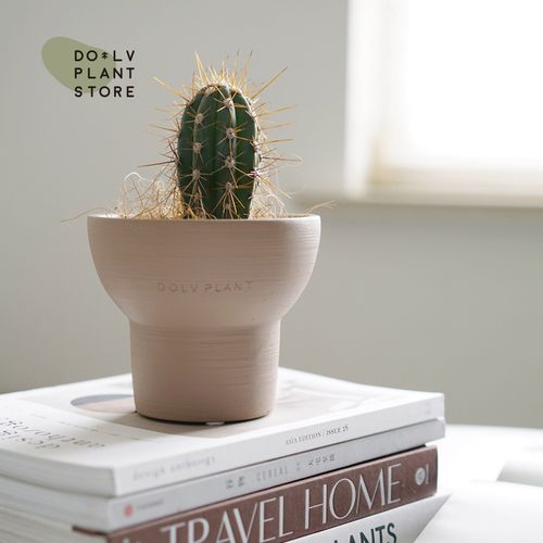 dolv 豆绿 幸福柱近卫柱 韩风ins桌面可爱趣味仙人掌生活植物盆栽