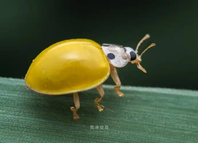 《黄色瓢虫》_生态_poco摄影,昆虫,微距,生态,单反