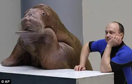 海象仿人类动作惟妙惟肖(组图)