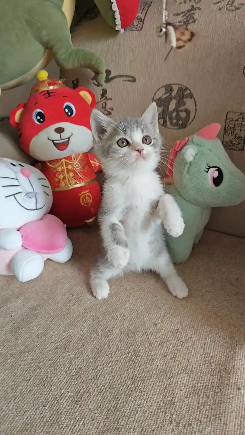 英短虎斑加白.英短稀有色弟弟 端午色弟弟 虎斑几白 包子脸萌 - 抖音