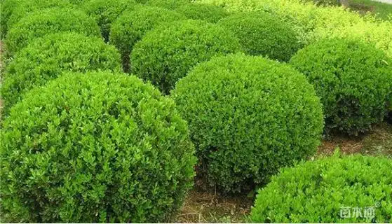 冠幅85厘米大叶黄杨球