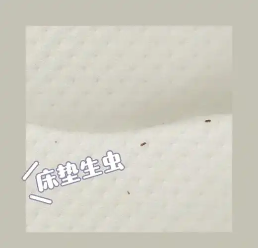 0315椰棕床垫会生虫吗?