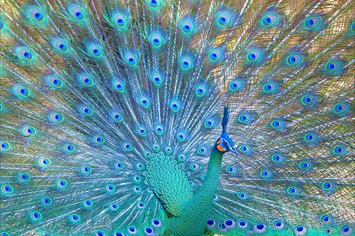 刚果孔雀开屏图片,十大稀有孔雀观赏-第3张图片