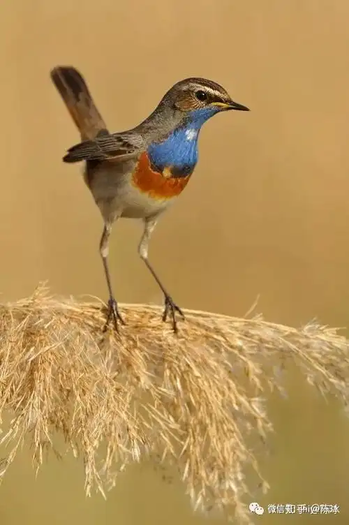 常爷聊靛颏鸟的选择