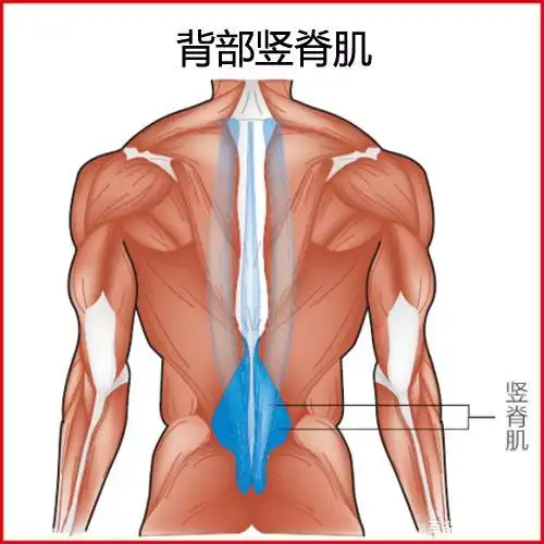 竖脊肌是位于人体背部的肌肉,属于深层肌肉,位置比较隐蔽,是背肌中