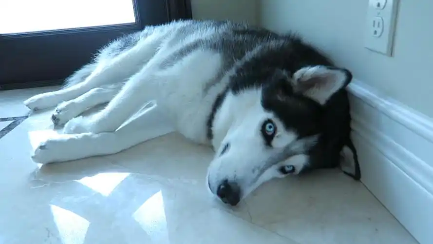 二哈与扫地机器人