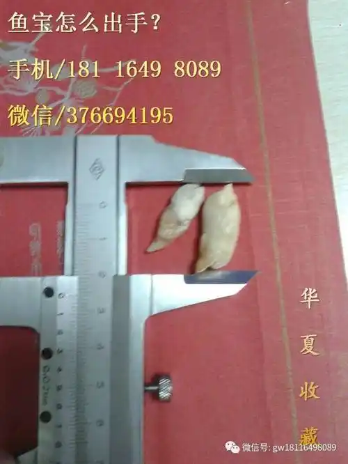 鱼宝市场多少钱一克? 最新新闻资讯