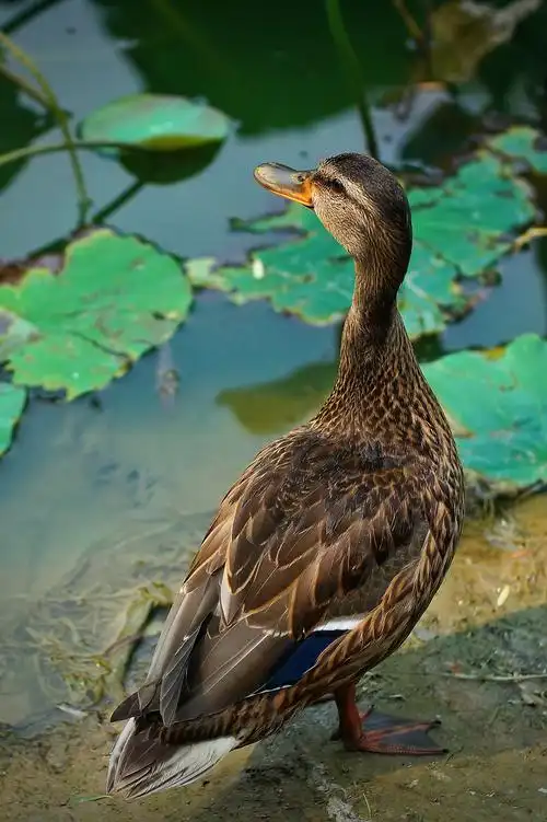【丰满的野鸭子摄影图片】龙潭西湖生态摄影_荒原狼