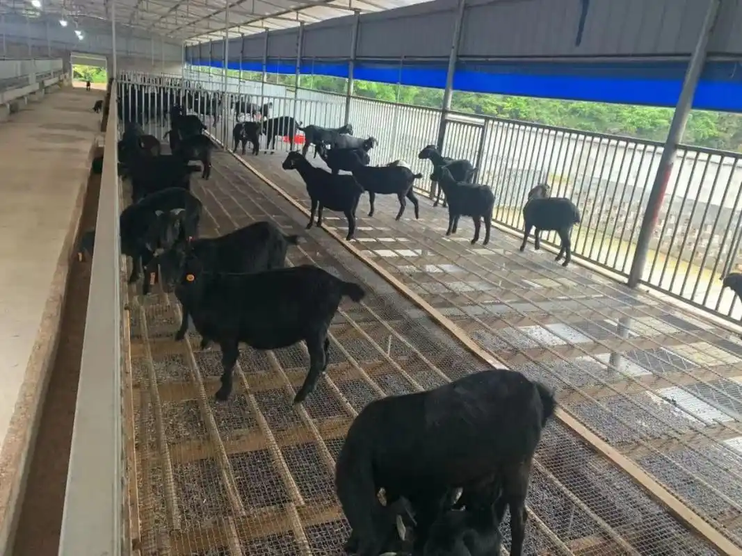 基地内的黑山羊个个体形壮硕,羊毛黑得发亮.