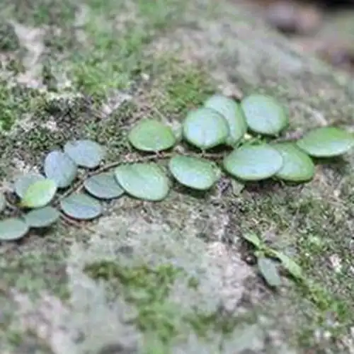 石瓜子莲的功效与作用,石瓜子莲的副作用-药效-用法-图片-39药品通