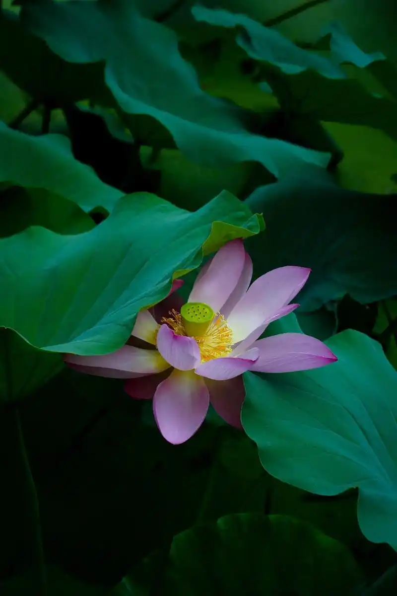 映日荷花别样红