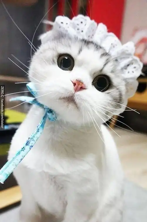 萌死人的歪头杀,你家的是不是也像这样