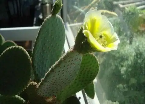 白毛掌开花吗?开花什么样子-长景园林网