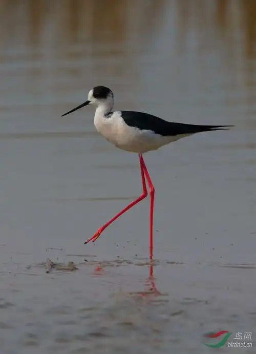 长腿鹬,腿就是长!