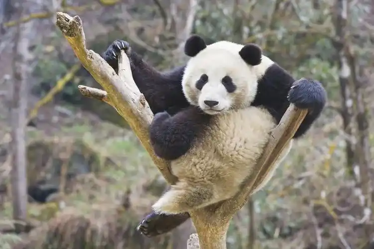 盘点中国11处"特区",你知道几处?_卧龙