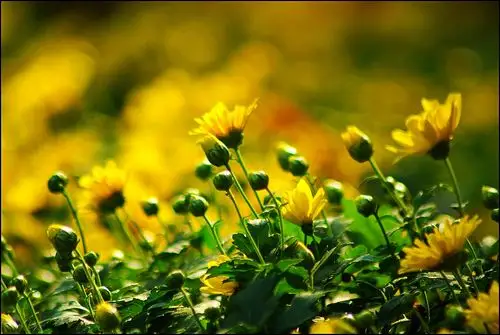 摄影大师玩透了的景深构图你知道多少