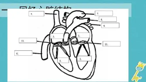4.3输送血液的泵——心脏课件2(新版)新人教版ppt