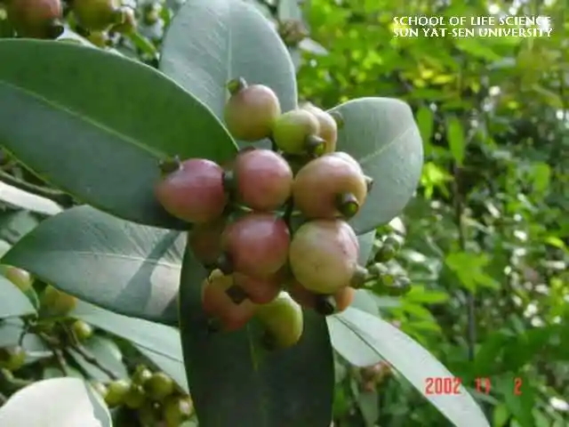 看看海南都有什么好吃的水果(图)