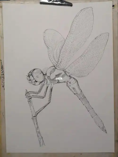 写生蜻蜓