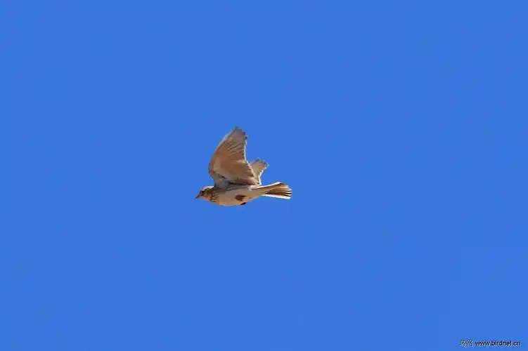 亚洲短趾百灵飞板