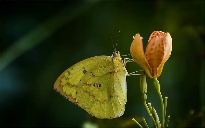 宽边黄粉蝶摄影图片电脑桌面宽屏壁纸下载