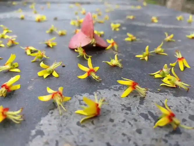 夏尽秋来叶忽发满树金黄栾树花