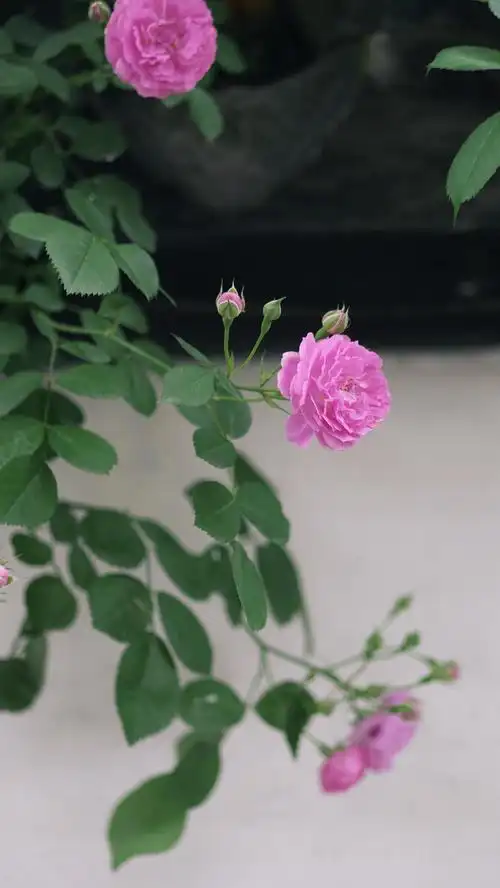 白蔷薇粉蔷薇开