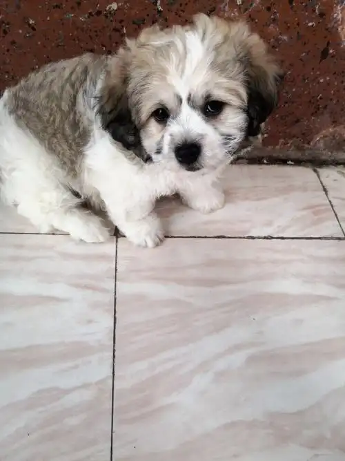 寻爱心主人,可爱软萌的比熊串串来啦!