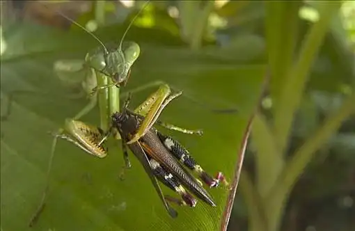 非洲,螳螂,吃,蝗虫,几内亚,西非