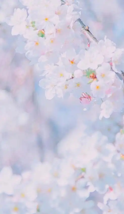 小清新壁纸 - 堆糖,美图壁纸兴趣社区