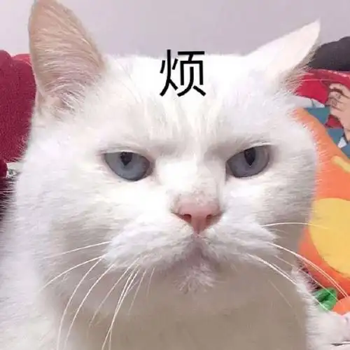 萌宠喵星人烦不开心呆萌可爱gif动图_动态图_表情包下载_soogif