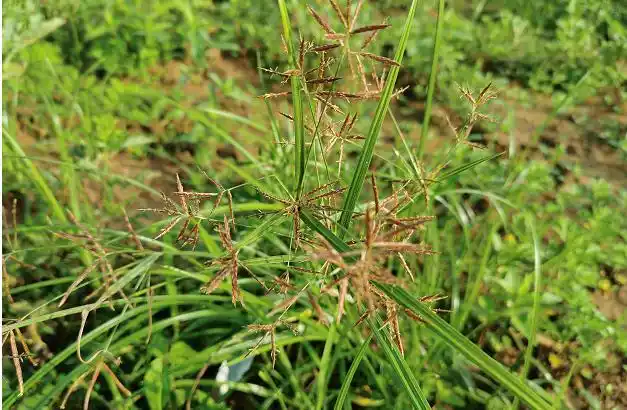 一味被人忽略的良药,"妇科之主帅"——香附子:利三焦,解六郁