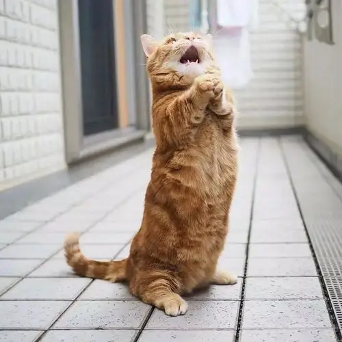 橘猫其实我是灵魂歌者