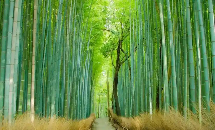 德阳周边的避暑仙境,有着世界级的云端瀑布!_竹林