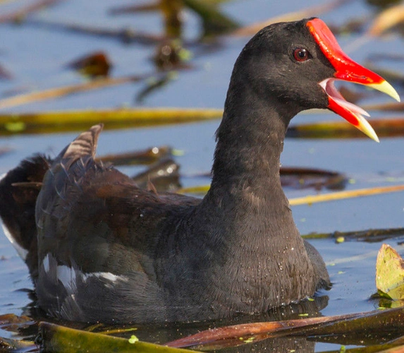 黑水鸡叫声黑龙(绝)杀版下载