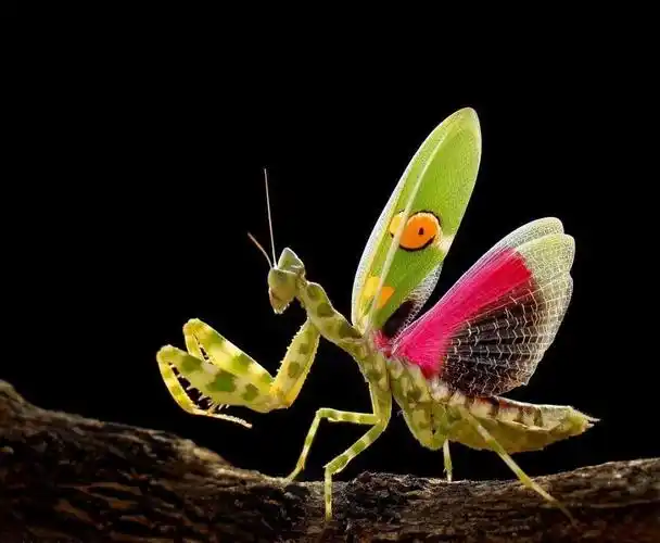 螳螂百科图片_品种大全_饲养繁殖_雌雄鉴别_sbike