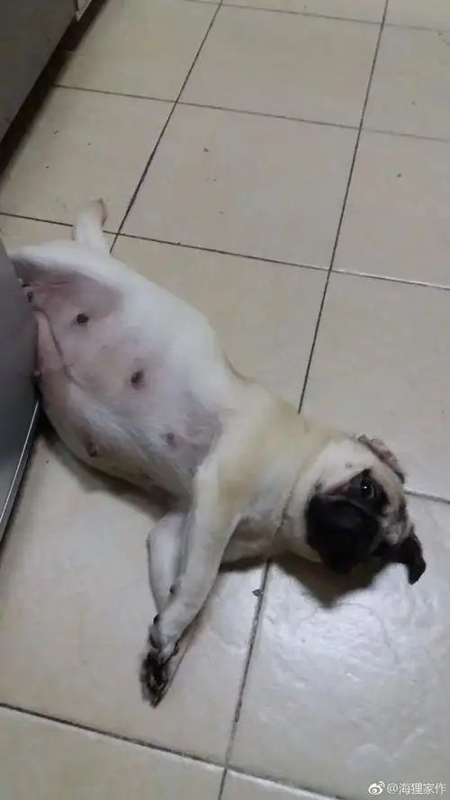 巴哥糖糖怀孕第59天,据说第60天通常是狗狗.