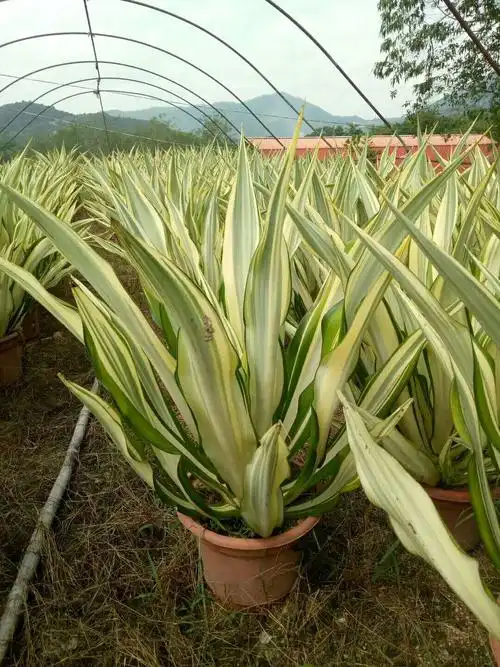 高80公分金边万年麻_小型盆栽苗 - 百佳园艺场