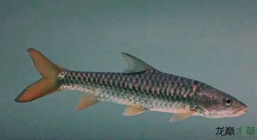 金鳞巨怪"黄鳍结鱼"(金吉罗)