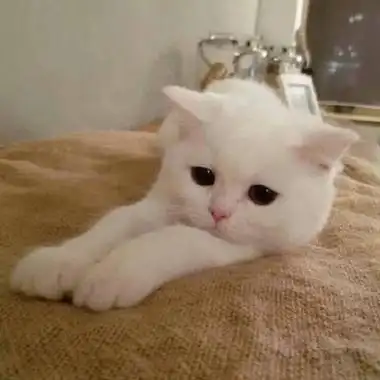 适合做头像的搞怪猫咪高清可爱搞笑猫咪头像图片