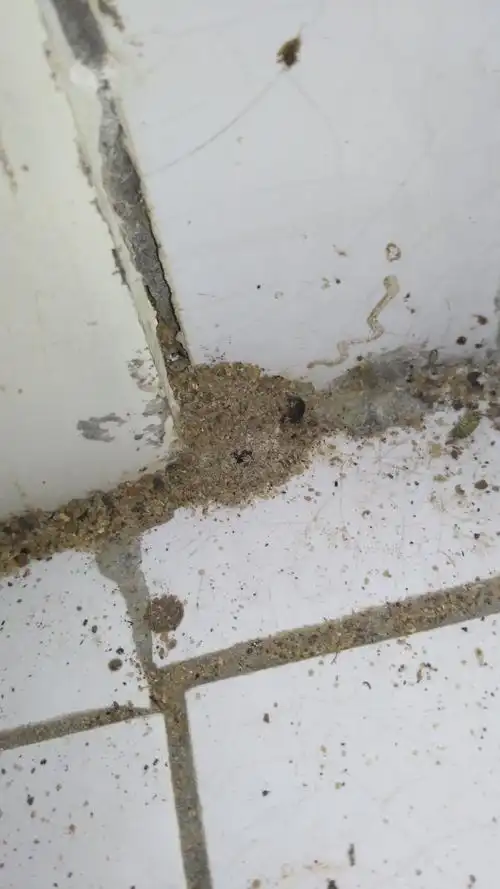 在家里厨房角落发现的,请问是不是白蚁巢.