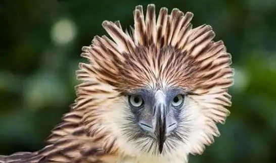 菲律宾真实存在的"食猴鹰",镜头实拍,食猴鹰抓猴子全程