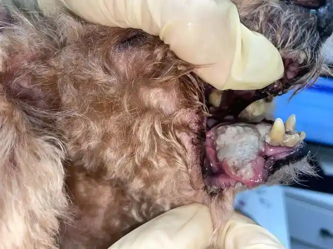 犬口腔肿瘤