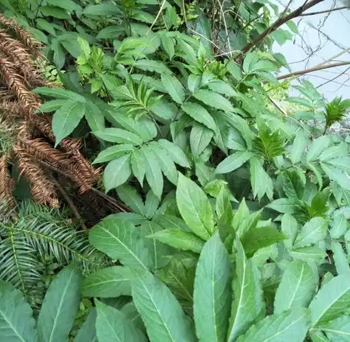 大接骨丹[图]的功效与作用