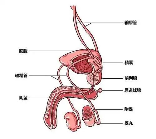 它跟物理阉割有什么区别 首先我们来讲一下 男性生理结构 对正