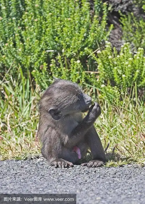 小狒狒坐在路上